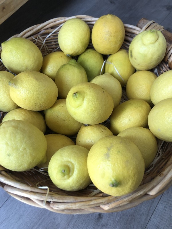 Citron Fino
