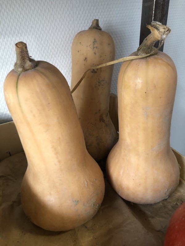 Courge Butternut (local)